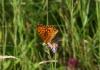 Argynnis aglaja